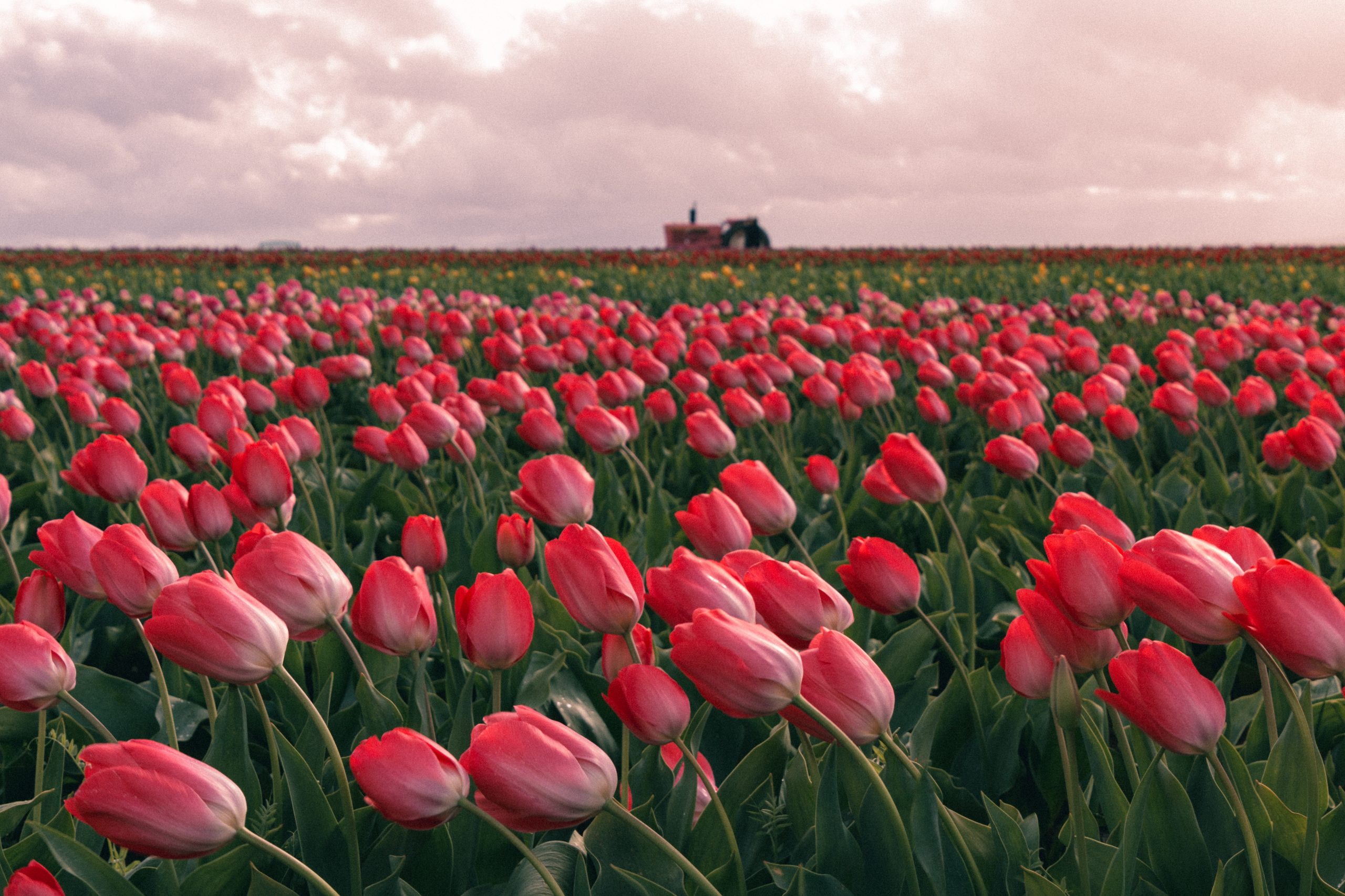 Read more about the article Łany Tulipanów i Blask Diamentów wycieczka  Bruksela,  ogrody Keukenhof,  Haga,  Amsterdam